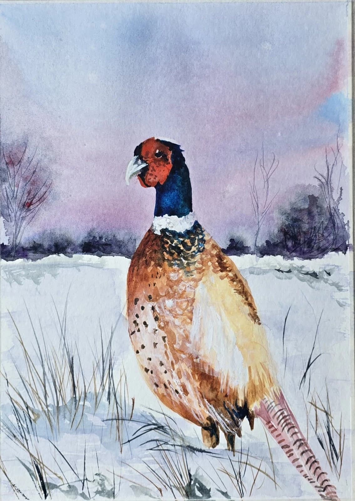 Pheasant Game Bird Watercolour Painting Gift Framed