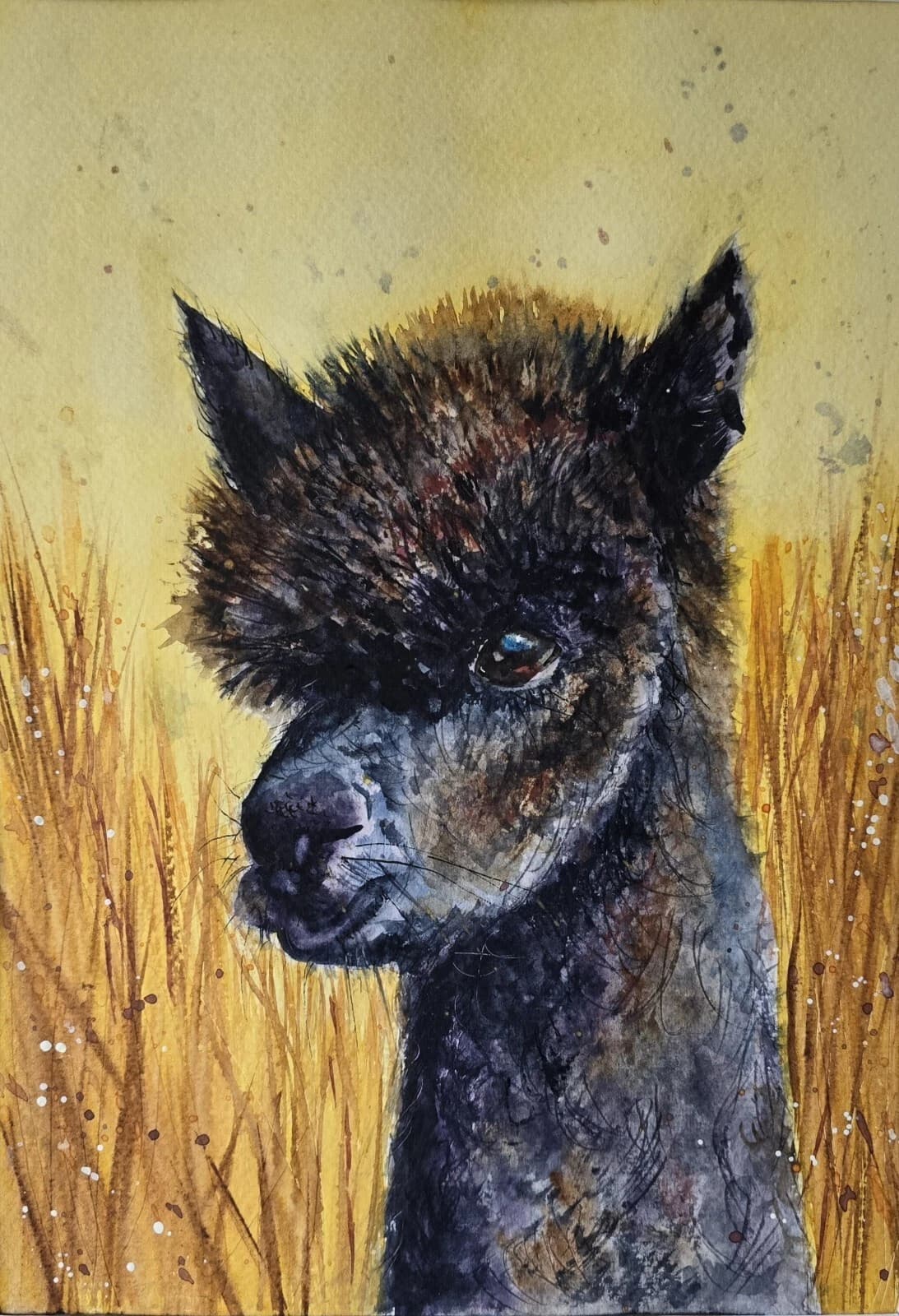 Watercolour Painting Alpaca Portrait Head Framed